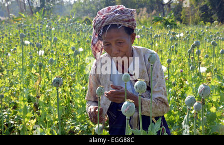 L'Arunachal Pradesh, Inde. 23 Février, 2015. Une des femmes travaillant dans les champs de coquelicots à un village isolé du district de polices Lohit dotée, de l'Arunachal Pradesh, Inde le lundi feb 23,2015. Une enquête sur les stupéfiants dans deux districts frontaliers de l'Arunachal Pradesh (AP) a révélé l'ampleur de la culture de l'opium et ses dépendance généralisée parmi le peuple, y compris le personnel de sécurité. L'enquête a été réalisée par l'Institut d'études et l'analyse des stupéfiants au nom du gouvernement de l'état dans Anjaw polices Lohit dotée et districts, qui bordent la Chine et le Myanmar. Credit : NisargMedia.com/Alamy Live News Banque D'Images