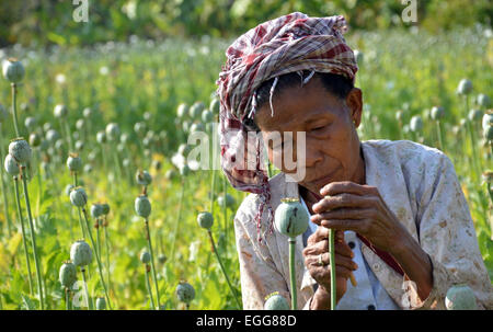 L'Arunachal Pradesh, Inde. 23 Février, 2015. Une des femmes travaillant dans les champs de coquelicots à un village isolé du district de polices Lohit dotée, de l'Arunachal Pradesh, Inde le lundi feb 23,2015. Une enquête sur les stupéfiants dans deux districts frontaliers de l'Arunachal Pradesh (AP) a révélé l'ampleur de la culture de l'opium et ses dépendance généralisée parmi le peuple, y compris le personnel de sécurité. L'enquête a été réalisée par l'Institut d'études et l'analyse des stupéfiants au nom du gouvernement de l'état dans Anjaw polices Lohit dotée et districts, qui bordent la Chine et le Myanmar. Credit : NisargMedia.com/Alamy Live News Banque D'Images