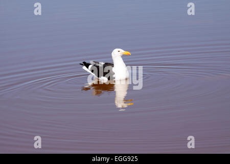 Mouette de varech dans de l'eau reflétant à salt pan sur la Western Cape en Afrique du Sud Banque D'Images