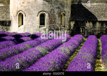 Abbaye de Sénanque et lignes en fleurs fleurs de lavande. Gordes, Luberon, Vaucluse, Provence, France. Banque D'Images