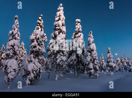 La forêt de pin sylvestre enneigé à Saariselkä, Finlande Banque D'Images