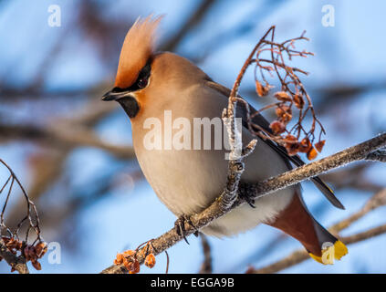 Jaseur boréal (Bombycilla garrulus) Banque D'Images