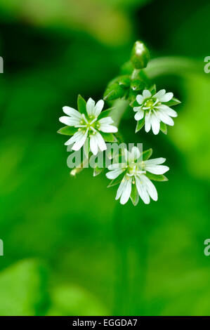 Sticky mouse-ear en fleur. Banque D'Images