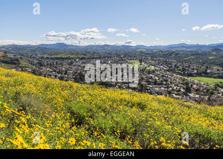 Bush printemps fleurs sauvages dans le champ de tournesol Wildwood Park régional au-dessus de la banlieue de Los Angeles de Thousand Oaks, en Californie. Banque D'Images