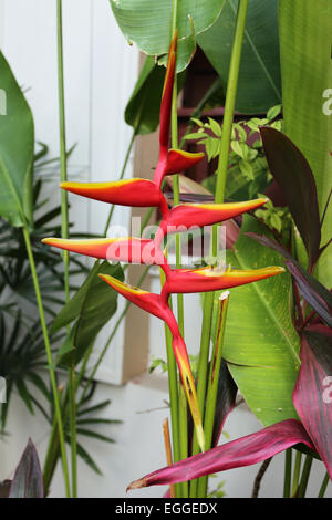 Les fleurs multicolores magnifique heliconia photographié close up Banque D'Images