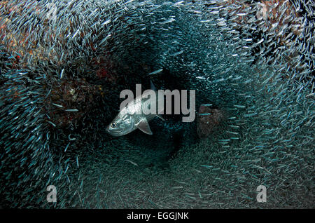 Silversides se soustraire à leur proie, la grotte, Grand Cayman. Banque D'Images