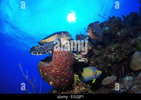 Carapaces de tortue de mer manger, mur de château, Grand Cayman. Banque D'Images