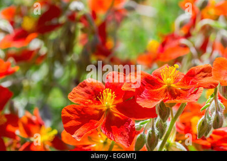 Helianthemums orange vif au printemps en fleurs Banque D'Images