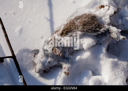 American frozen en hiver l'écureuil roux (Tamiasciurus hudsonicus) - USA Banque D'Images