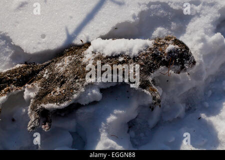 American frozen en hiver l'écureuil roux (Tamiasciurus hudsonicus) - USA Banque D'Images