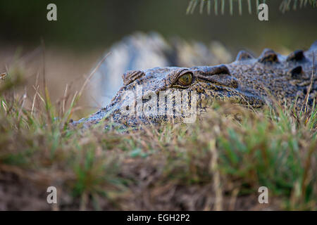 Grand crocodile pond en attente sur river bank Banque D'Images