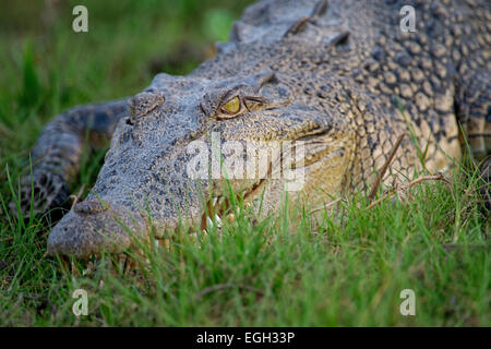 Grand crocodile pond en attente sur river bank Banque D'Images