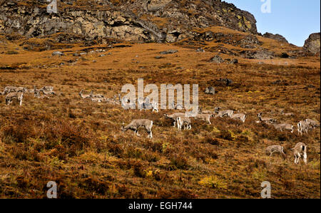 BU...00197-00 - BHOUTAN Himalayan blue sheep sur les collines au-dessus de Jangothang ouvert camping à Jigme Dorji Parc National. Banque D'Images