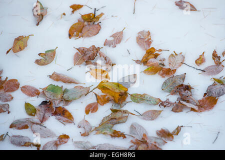 L'automne dans le Parc Naturel Riedingtal, Schliereralm, couleurs d'automne, mélèzes, première neige, Zederhaus, Lungau, Salzbourg, Autriche Banque D'Images