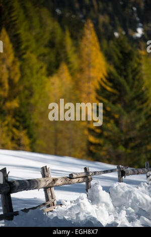 L'automne dans le Parc Naturel Riedingtal, Schliereralm, couleurs d'automne, mélèzes, première neige, Zederhaus, Lungau, Salzbourg, Autriche Banque D'Images