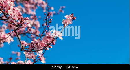 Se concentrer sur une faible profondeur japonais prune rose à fleurs qui se détache sur un ciel bleu vif. Banque D'Images