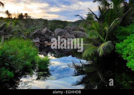 Le marais au coucher du soleil, les Seychelles La Digue. Banque D'Images