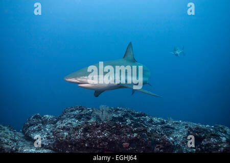 (Carcharhinus galapagensis Requins Galapagos), l'île Cocos, Costa Rica Banque D'Images