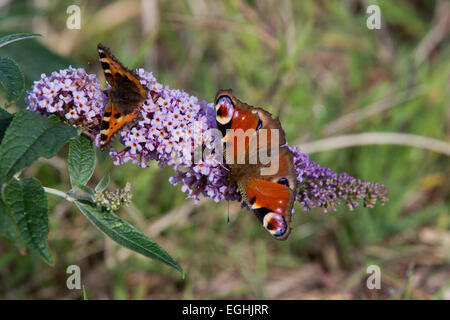 Peacock et petite écaille de nectar sur les fleurs papillons Buddleia, Cornwall, England, UK. Banque D'Images