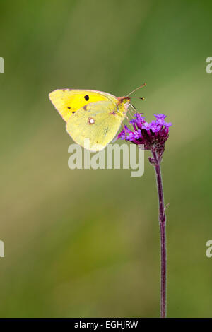 Assombri papillon Jaune sur rouge de nectar des fleurs de valériane, Cornwall, England, UK. Banque D'Images