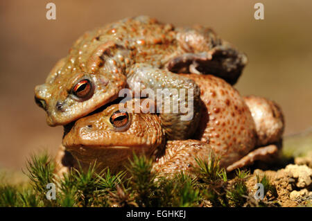 Les Crapauds communs européens ou crapauds (Bufo bufo), paire d'accouplement, pendant la migration du printemps, en Rhénanie du Nord-Westphalie, Allemagne Banque D'Images