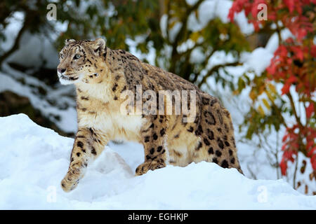 Snow Leopard (Panthera uncia), homme dans la neige, captive, Suisse Banque D'Images