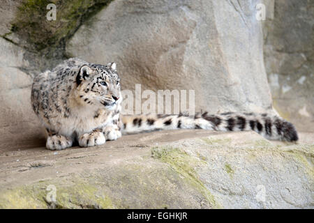 Snow Leopard (Panthera uncia), femme, accroupi sur un rocher, captive, Suisse Banque D'Images