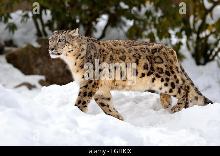 Snow Leopard (Panthera uncia), homme dans la neige, captive, Suisse Banque D'Images