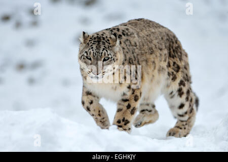 Snow Leopard (Panthera uncia), homme dans la neige, captive, Suisse