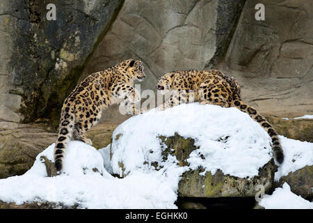 Les jeunes léopards des neiges (Panthera uncia) jouant, captive, Suisse Banque D'Images