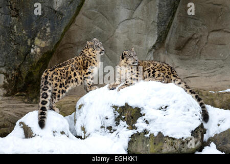 Les jeunes léopards des neiges (Panthera uncia) jouant, captive, Suisse Banque D'Images