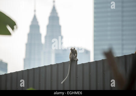 Un macaque à longue queue est assis sur une barrière avec les Tours Petronas en arrière-plan à Kuala Lumpur, Malaisie. Banque D'Images