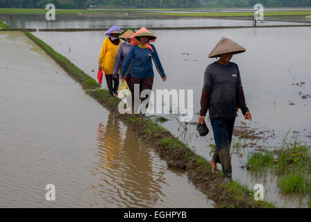 Des agricultrices marchent sur la crête d'un champ de riz à Karawang, à Java-Ouest, en Indonésie. Banque D'Images