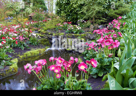 Fleurs colorées près de ruisseau avec cascade décorative dans le Keukenhof Jardin Banque D'Images