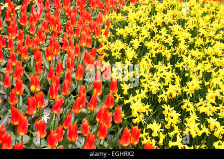 Tulipes rouges et jaune narcisse dans jardin de fleurs Keukenhof, cool journée de printemps, Pays-Bas Banque D'Images