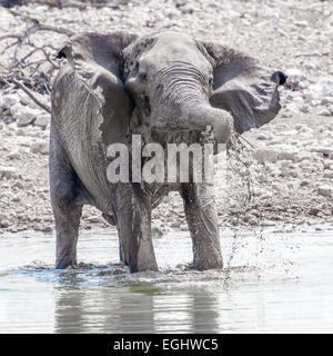 Un éléphant joue dans l'eau potable à un trou. Banque D'Images