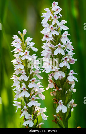 Heath spotted orchid ou moorland repéré orchid (Dactylorhiza maculata). Banque D'Images