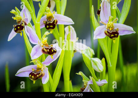 Fleurs l'orchidée abeille (Ophrys apifera). Aldeacueva. La vallée de Carranza. Gascogne, Pays Basque, Espagne, Europe Banque D'Images