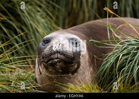 La Géorgie du Sud, Cumberland Bay, Jason Harbour, l'éléphant femelle seal in grass Banque D'Images