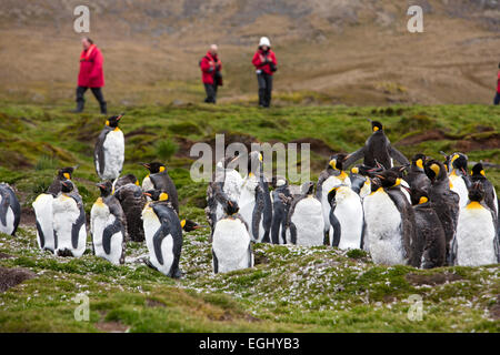 La Géorgie du Sud, Cumberland Bay, Jason Harbour, de mue juvenile King Penguins Banque D'Images