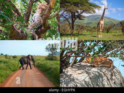 Safari en Afrique. ensemble d'animaux sauvages. Banque D'Images