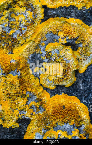 Xanthoria parietina lichen. Banque D'Images