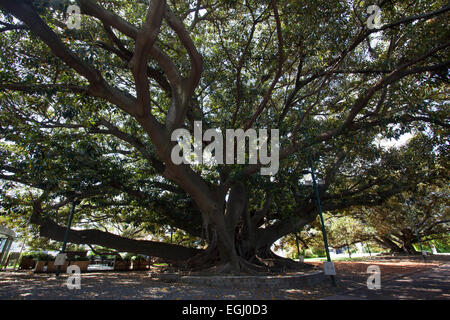 Arbre géant gomero (Ficus elastica) à l'intérieur de la 'rural'. Bois de Palermo, Buenos Aires, Argentine. Banque D'Images