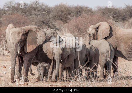 Les éléphants femelles marcher ensemble tout en gardant le bébé éléphant protégé dans le milieu du groupe. Banque D'Images