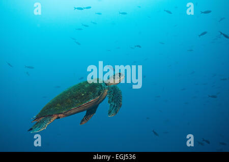 La tortue verte (Chelonia mydas), l'île Cocos, Costa Rica Banque D'Images