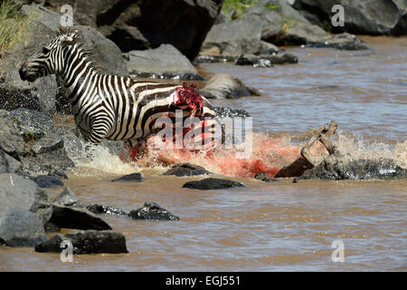 Zèbre des plaines (Equus quagga), mortellement blessé par une attaque de crocodile tournant à la rive, rivière Mara, Masai Mara National Reserve Banque D'Images