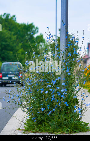 Chicorée commune (Cichorium intybus) développe à lampadaire, Cottbus, Brandebourg, Allemagne Banque D'Images