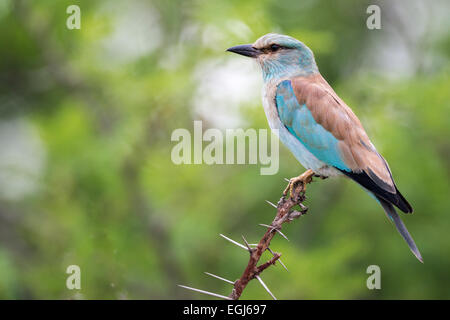 Lilac-breasted roller (Coracias caudatus) assis sur une branche d'épines d'acacia, Kruger National Park, Afrique du Sud Banque D'Images