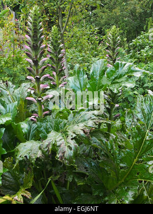 De plus en plus à l'état sauvage gunnera Banque D'Images