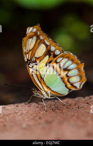 Siproeta stelenes Malachite Nymphalidae Nymphalinae papillon brun vert jaune en pierre belle insect Banque D'Images